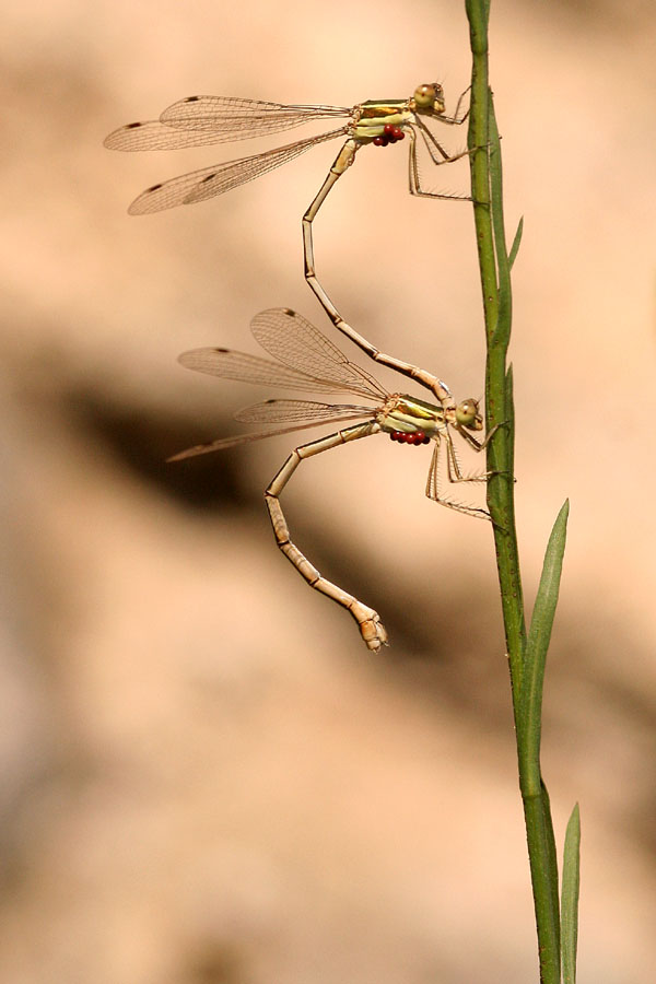 Lestes virens e Lestes barbarus....